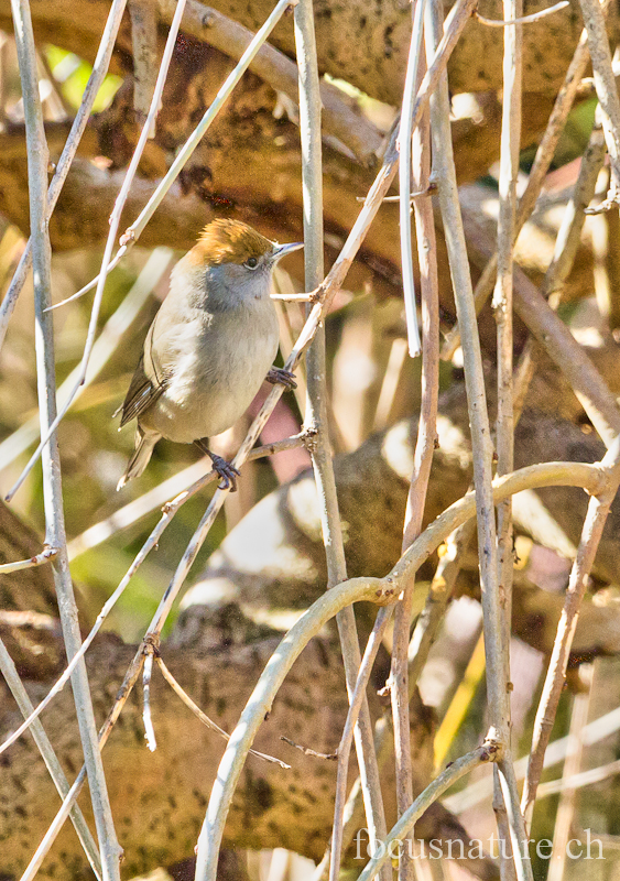 Fauvette tete noire 0919.jpg - Fauvette à tête noireSylvia atricapillaEurasian Blackcap (Ermitage, Genève, Suisse, mars 2012) - femelle